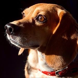 Meet your Posher, Sam